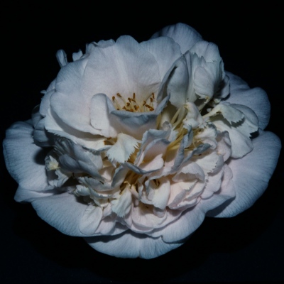 Mrs. D. W. Davis Peony